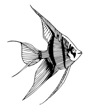 recommend clip art: Vector silhouette of angelfish, black outlines on white background. Linear hand drawn art with fish for book, illustration, webdesign, pet shop