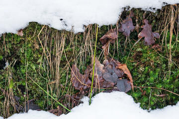 green plants close up with snow patterns