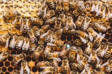 Honey bees and queen bee on honeycomb in hive