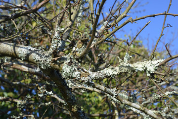 Lichen on branches of a tree