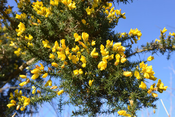 yellow gorse flowers on sunny day