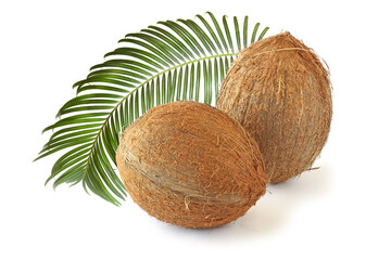 Сoconuts and branch isolated on white