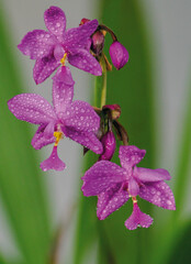 Spathoglottis is a genus of orchids. The genus is related to the genera Acanthephippium, Bletia,...