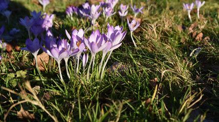 Fototapeta premium Krokus