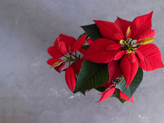 christmas flower, poinsettia flowers on gray background, new year gift, red flower with green leaves, copy space