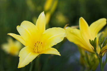 yellow daffodils in spring