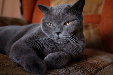 Close-Up Portrait Of british shorthair cat with yellow eyes, look at the camera.