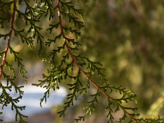 Fototapeta premium Evergreen juniper plant, cypress branches, leaves with seeds, close-up of juniper branches
