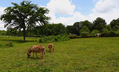 Naklejka premium Donkeys, Horses Grazing Grass