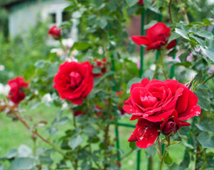 Red Rose on the Branch in the Garden