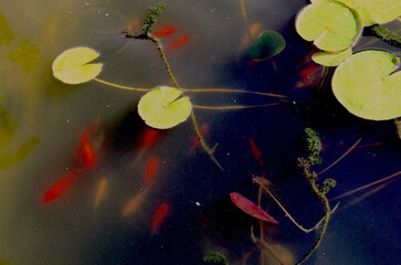Fototapeta na wymiar Colors of Goldfish Pond