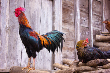 rooster and hen