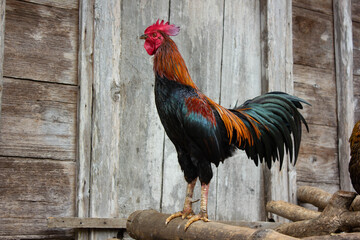 rooster in the farm