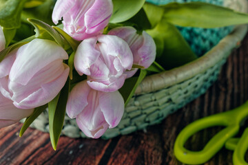 Close up of freshly cut pink tulips placed in a wicker basket. In the foreground a pair of scissors. - Powered by Adobe