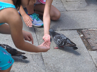 Children feeding a pigeon or dove by hand