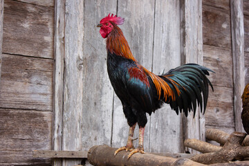 rooster in the farm