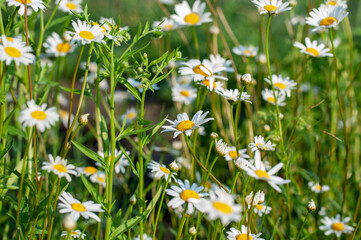 Daisy blooms in a field on a summer day, the concept of flower blooming