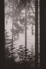 Bäume im Wald mit Nebel
