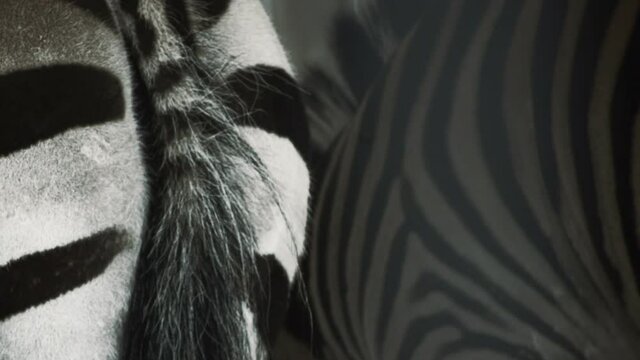 zebra, back and tail