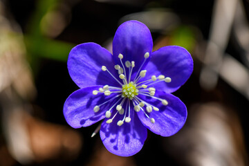 Fiore di Primavera