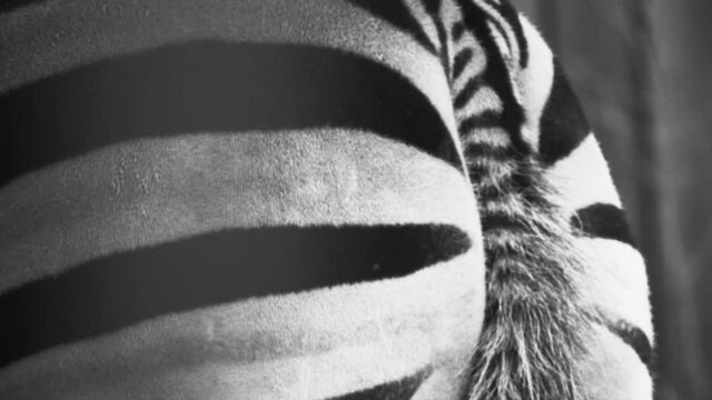 zebra, back and tail