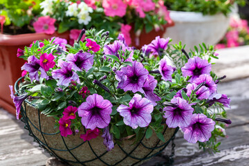 flower arrangement of purple petunias with dark veins on a rough wooden table in the garden