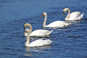 Swans on the River Teign
