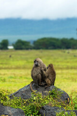 The olive baboon grooming (Papio anubis) in Ngorongoro, Tanzania