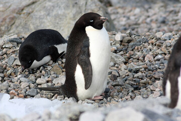 Adelie penguin on the shore close-up in the Antarctica