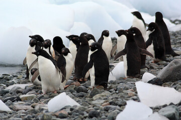 Adelie penguin on the shore close-up in the Antarctica © bummi100