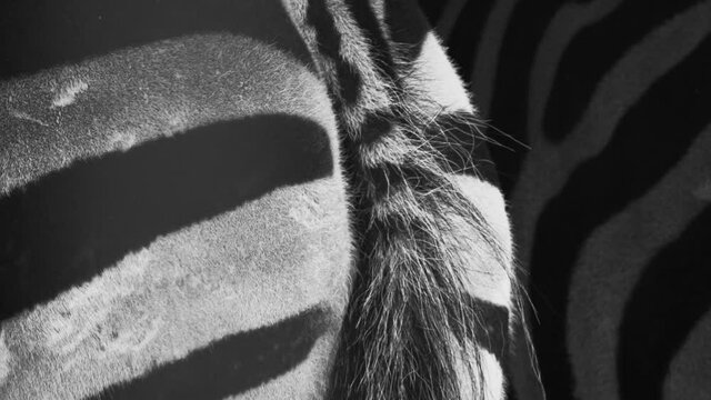 zebra, back and tail