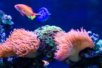 Coral reef fish
