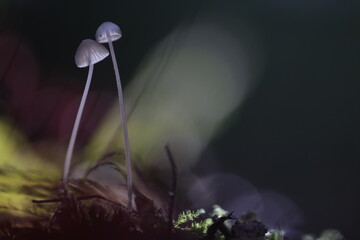 Champignons sur tige dans la lumi&egrave;re