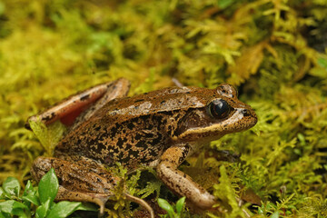 Closeup of an adult the red-legged frog , Rana aurorae on green moss