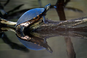 Gelbwangen-Schmuckschildkröte // Yellow-bellied slider (Trachemys scripta scripta)