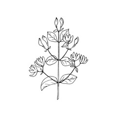 Honeysuckle branch with flowers drawing in black outline with white fill. Vector illustration for design, directory,  postcards, manual, invitations, posters.