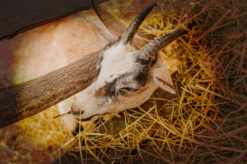 Obraz premium Goat feeding itself hay on animal farm.High quality photo.
