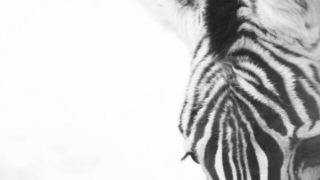 beautiful zebra head