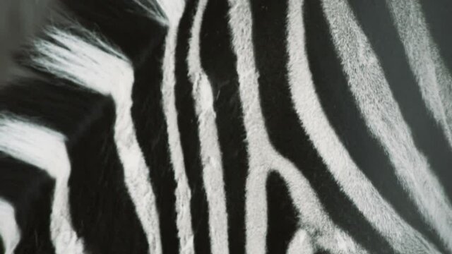 beautiful zebra skin