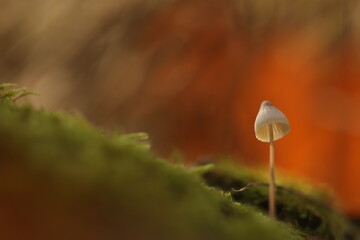 Champignon ombrelle sur fond rouge