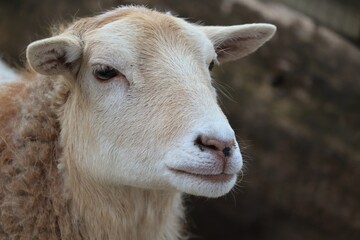 Portrait eines hellen Schafes