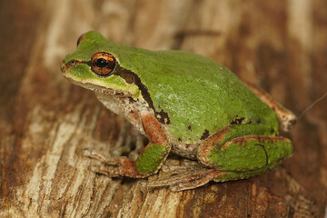 Closeup of a green Pacific treefrog , Pseudacris regilla in Oregon