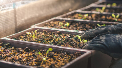 gardener seedling organic salad plant in plastic plant pot, Vegetable gardening at home, Selective focus, farming and growing your own food concept.