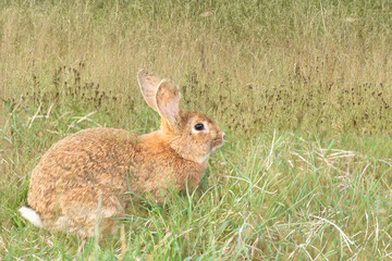 Rabbit grazing on green meadow.High quality photo.