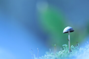 Champignon blanc sur fond bleu