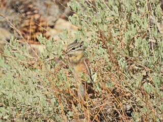 Alpine chipmunk perched in a shrub, Inyo National Forest, California.