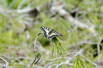 butterfly on a tree