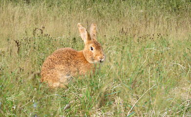Rabbit grazing on green meadow.High quality photo.