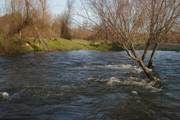 rzeka woda wiosna drzewa krajobraz rośliny  © Piotr