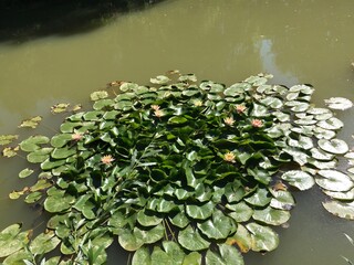 Obraz na płótnie Canvas pond with water lilies